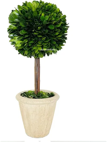 Vista 8 de Topiario de boj preservado natural en maceta de 9 pulgadas, impresionante vegetación y decoración de plantas, ideal para el hogar, oficina, bar