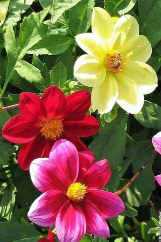 Vista 8 de Semillas Dalia Mignon Flores Anuales Mixtas