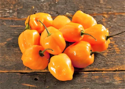 Vista 6 de TomorrowSeeds - Semillas de pimiento habanero naranja - Más de 100 unidades - para plantar 350,000 unidades Scoville Scoville picante tropical chile