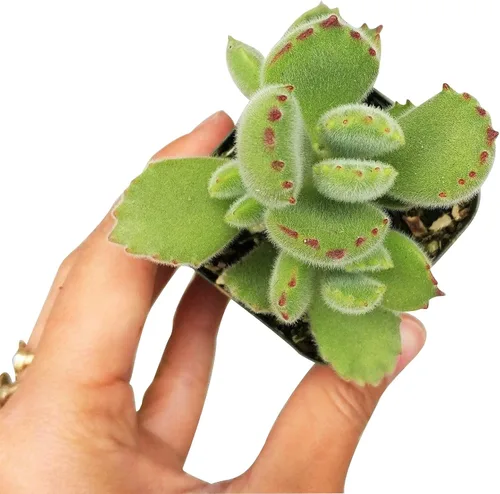 Vista 5 de Cotyledon Tomentosa - Suculenta de pata de oso Cuidado de la suculenta 2 pulgadas Cotyledon Tomentosa Pata De Oso