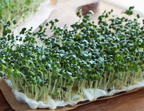 Vista 4 de Mezcla de germinación de Megan's de 8 onzas, mezcla perfecta de semillas de germinación de frijol mung, alfalfa, brócoli y rábano, sin OMG, Country