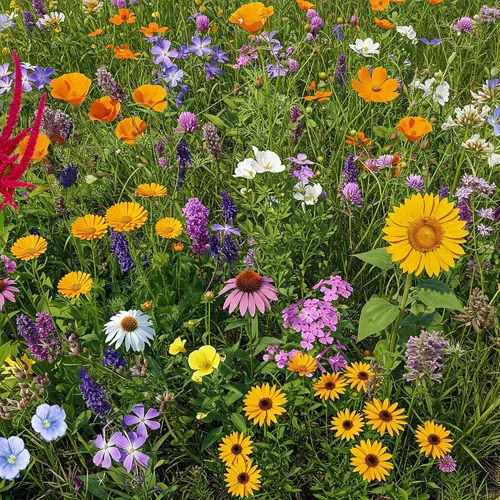 Vista 27 de Ferry Morse Mezcla para Todo Propósito Sol-Sombra a Granel Semillas de Flores Silvestres, 1 lb