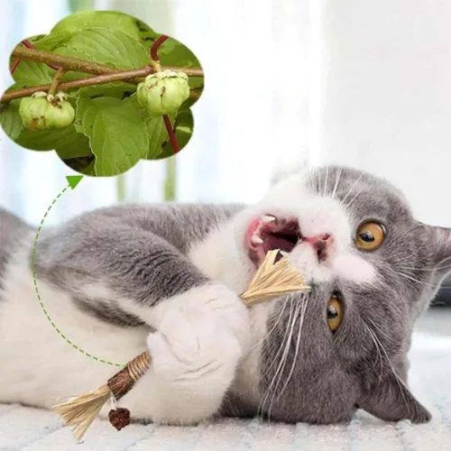 Vista 6 de Natural Silvervine Dental Sticks, Silvervine Sticks for Cats, Cat Chew Toy, Interactive Kitten Chew Playthings for Entertain Teeth Cleaning Dental