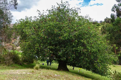 Vista 6 de Cerezo Negro Silvestre Semillas Premium Prunus serotina 'Fall' Plants'® (Premium Seeds, 5)