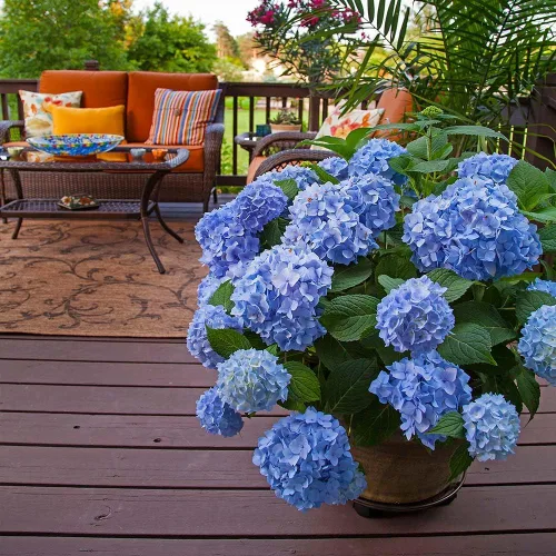 Vista 3 de Brighter Blooms Endless Summer® Original Reblooming Hydrangea, 3 galones No hay envío a AK, AZ, HI, WA