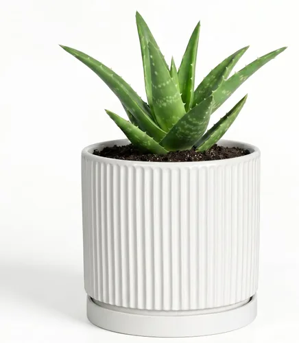 Vista 26 de 8 Inch Flower Pot, Ceramic Planters, Round Plant Pot, Beige