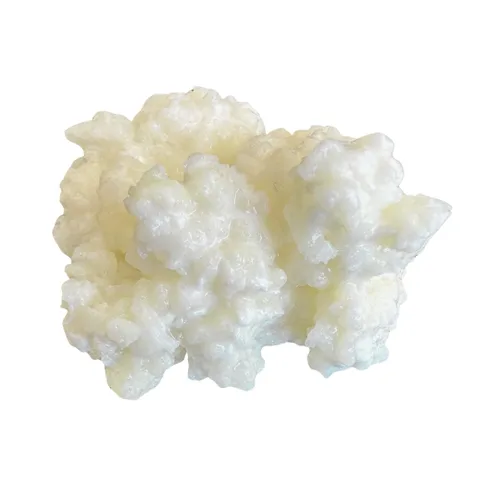 Vista 4 de Granos de kéfir, Kefit de NatuDelight. 2 cucharadas de granos de kéfir de leche, Cultivo iniciador de kéfir activo vivo, inicio de producción