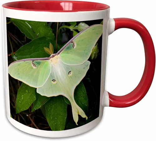 Vista 7 de Danita Delimont – Insectos – Luna Moth On Carnaby Clematis, Clematis SP, Marion Co. IL – Tazas, Negro/Blanco
