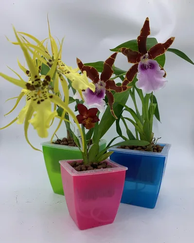 Vista 4 de Macetero de plástico para orquídeas, 3 macetas de orquídeas con agujeros, red de malla, macetas para decoración del hogar, 3 cestas interiores y 3