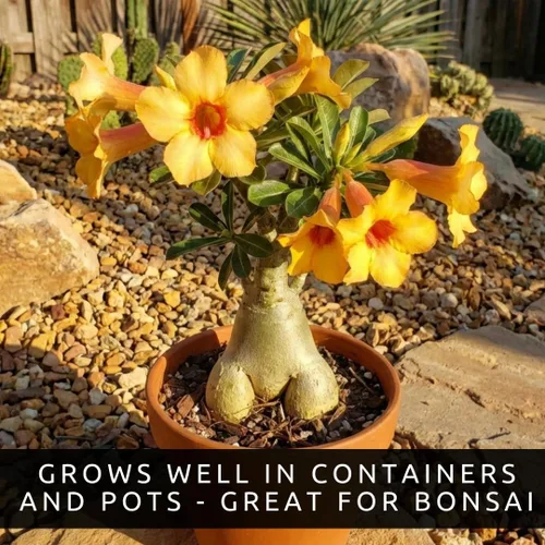 Vista 5 de Semillas de rosa del desierto (Adenium Obesum) Paquete de 20 – Planta bonsái con flores de colores mixtos – Suculenta tropical para macetas