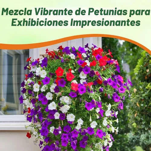 Vista 6 de Outsidepride Hybrida Mix Petunia Seeds - 5000 unidades. Semillas de flores anuales, compactas y versátiles para plantar flores vibrantes de bajo