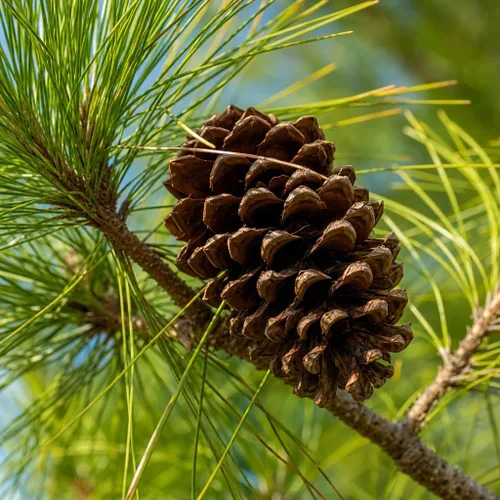 Vista 3 de Slash Pine Tree 3 plantas vivas Pinus Elliottii Árbol de sombra señorial de rápido crecimiento