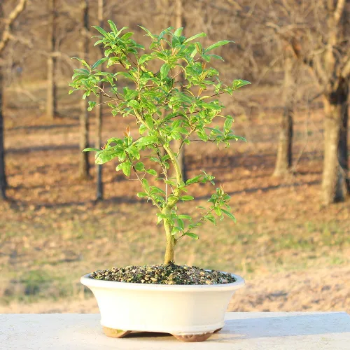 Vista 5 de Árbol bonsai vivo enano de granada de Brussel's Bonsai - Grande, 6 años, 12 a 16 pulgadas de alto - Árbol bonsai vivo para exteriores con maceta