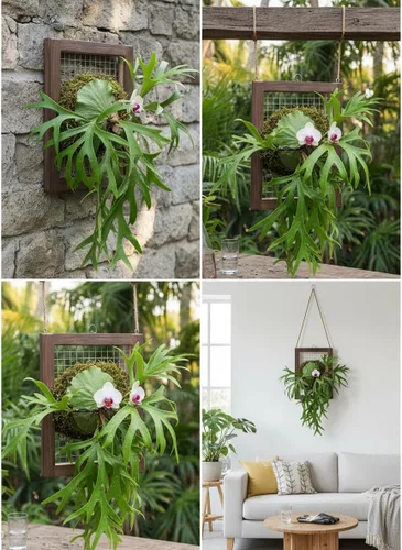 Vista 9 de Kit de montaje de helecho cuerno de ciervo, maceta colgante de pared de madera para orquídeas y jardín vertical, tablero de soporte para plantas