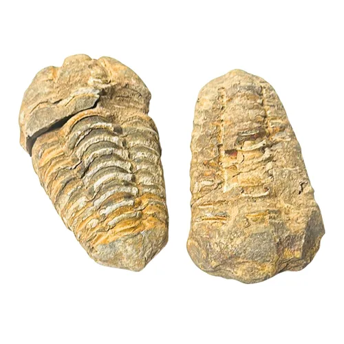 Vista 2 de Fósiles de trilobite (1, 1.5 pulgadas)