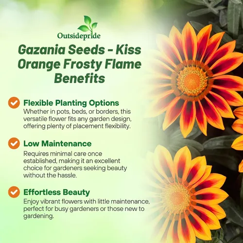 Vista 3 de Outsidepride Kiss Orange Frosty Flame Gazania Semillas para plantar – 25 piezas de semillas perennes, de bajo mantenimiento, tolerantes a la sequía