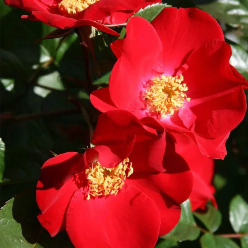 Vista 2 de Heirloom Roses Rose Bush - Robusta Live Red Rugosa Rose Plant para plantar al aire libre