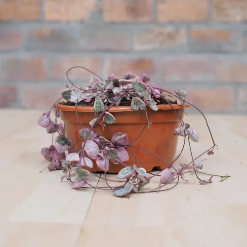 Vista 5 de Ceropegia Woodii Cadena de Corazones Variegada Planta Viva, Suculenta Trepadora, Planta de Interior Viva en Maceta