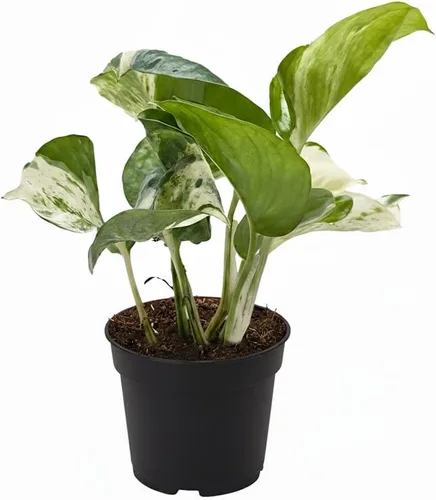 Vista 25 de Alocasia Bambino (maceta cultivadora de 4 pulgadas) - Planta de interior con poca luz y saludable - Planta de interior de interior fácil de cuidar