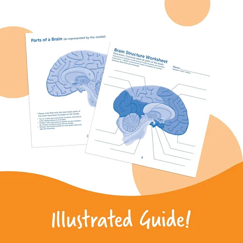 Vista 5 de Learning Resources, maqueta del cerebro con corte transversal