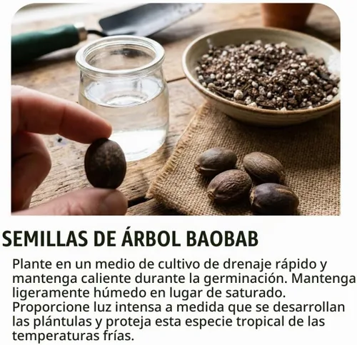 Vista 4 de CZ GRAIN Semillas de árboles exóticos para plantar (Baobab - 5 semillas)