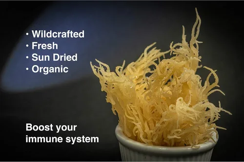 Vista 2 de Musgo irlandés premium Caribbean Superfood - Semillas artesanales silvestres, cosechadas éticamente, hace 4 cuartos de gel