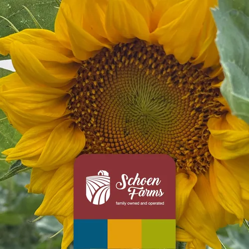 Vista 9 de Schoen Farms Granos y patatas fritas de girasol – Bolsa de 10.0 lbs – Semillas de pájaro de corazones de girasol con cáscara – Alimento sin desorden