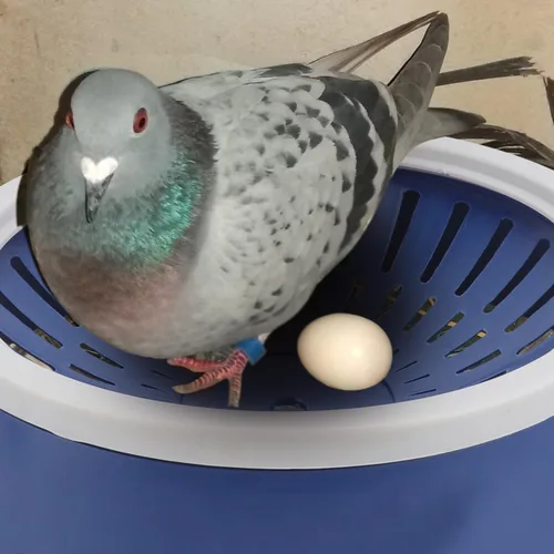 Vista 5 de Mipcase 5pcs paloma nido periquito nido caja de mascotas suministros plástico aves anidación