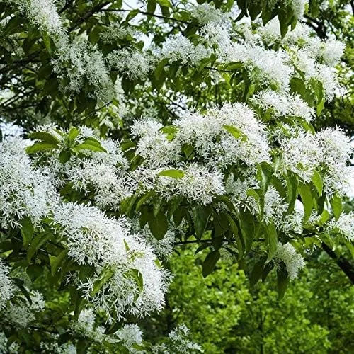 Vista 3 de 10 semillas de árboles chinos con flecos. Zonas: 6 a 9, Chionanthus retusa