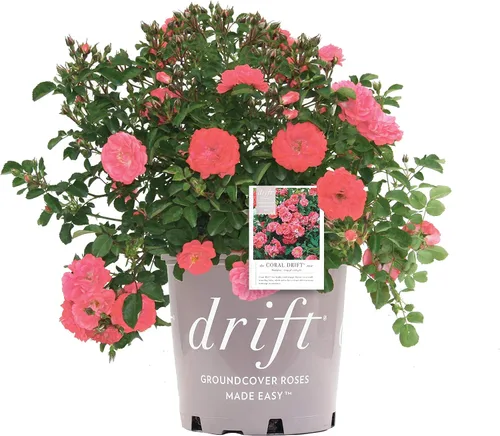 Vista 8 de Drift Roses - Rosa Apricot Drift (Rosa), flores de albaricoque dobles, #2 - Contenedor