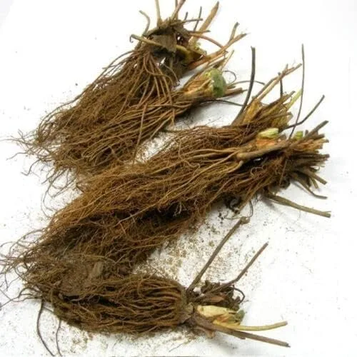 Vista 3 de Quinalt Everbearing - 10 plantas de fresa Quinalt Fresa – Adornos de plantación de jardín perenne, macetas fáciles de cultivar, regalos