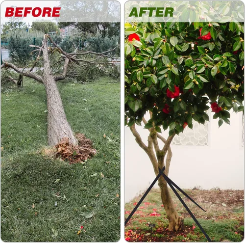 Vista 2 de Kits profesionales de estacas para árboles para 2 árboles, 6 correas de árbol de 15.7 pulgadas + cuerda fuerte de 65.6 pies para fijar plantas