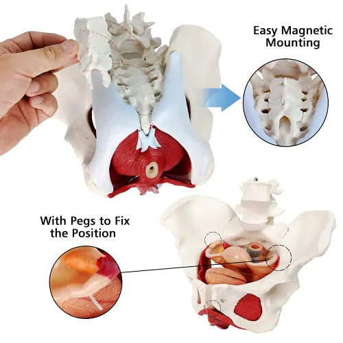 Vista 3 de Modelo femenino de pelvis y perineo con órganos extraíbles, montaje magnético, modelo anatómico del músculo del suelo pélvico femenino y útero