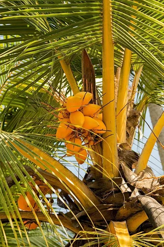 Vista 4 de Árbol de coco, amarillo (excluye Ca), 36 pulgadas