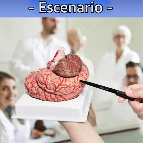 Vista 5 de Evotech - Modelo de cerebro humano con arterias, 9 partes de anatomía de tamaño real, modelo de cerebro en una base, muestra horizontal liso a Rojo