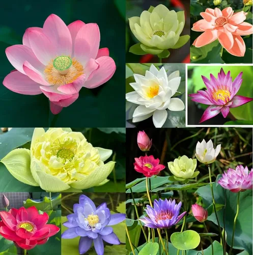 Vista 2 de 25 semillas de loto bonsái, tazón de semillas de loto, flor de lirio de agua. Mezcla acuática comestible, semillas de loto ideales para principiantes
