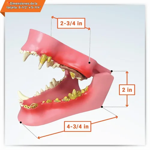 Vista 6 de GPI Anatomicals Modelo de mandíbula canina con dientes para anatomía canina