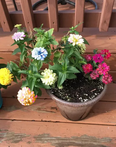 Vista 5 de Planta de semillas de flor de zinnia mixta 5G