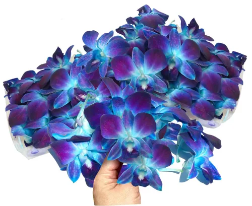 Vista 3 de Miami Fresh Orchid Flower OrchidClub USA Sunne Tropical Loose Bloom Head DIY Lei Food Drink Decor BLUE (50 AZUL BEBÉ)