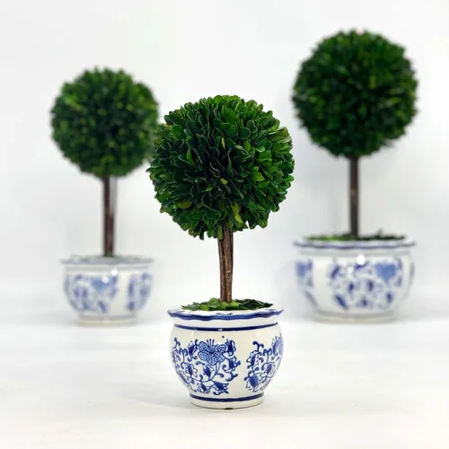 Vista 6 de Galt International Árbol topiario de bola de boj preservado naturalmente en maceta redonda de cerámica pintada a mano azul y blanca – Decoración