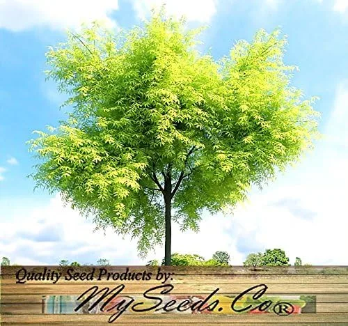 Vista 4 de Big Pack by MySeeds.Co