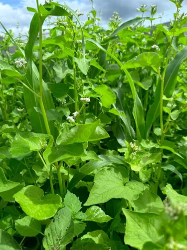 Vista 5 de Dirt Doctor Mezcla de semillas para parcela de alimentos para ciervos, perfecta para reconstruir la capa superior del suelo, romper la compactación