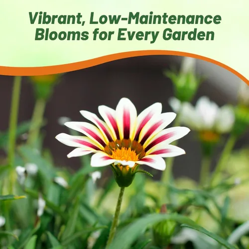 Vista 5 de Outsidepride Kiss White Frosty Flame Gazania Semillas para plantar, 25 piezas de semillas perennes, de bajo mantenimiento, tolerantes a la sequía