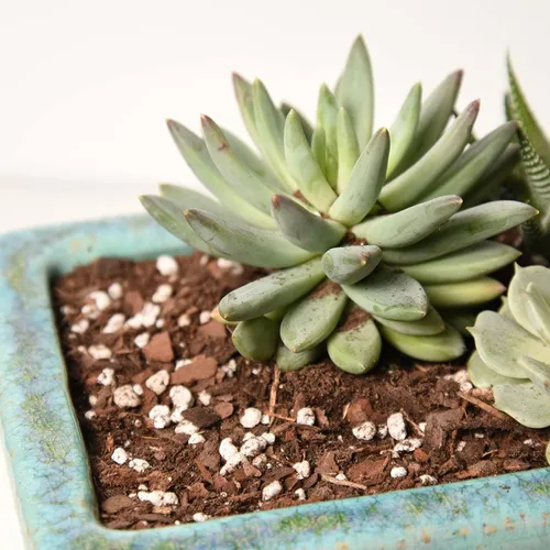 Vista 6 de Mezcla de tierra para suculentas y cactus de Perfect Plants (1QT)