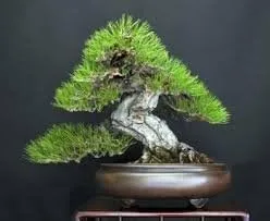 Vista 2 de Pino negro japonés - Bonsái Starter - Pinus thunbergii - Árbol de 3 años