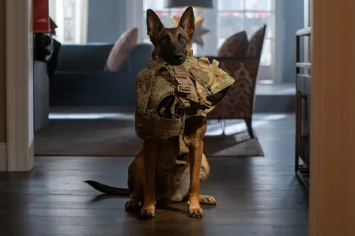 Vista 5 de Dog Das Glück hat vier Pfoten Blu-ray