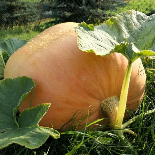 Vista 3 de Calabaza-Atlántico Gigante (10 Semillas)