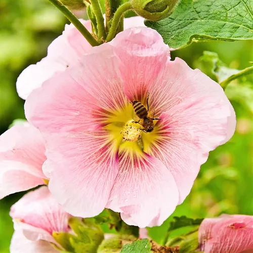 Vista 4 de Eden Brothers Hollyhock Seeds - Enrique VIII - Rosa