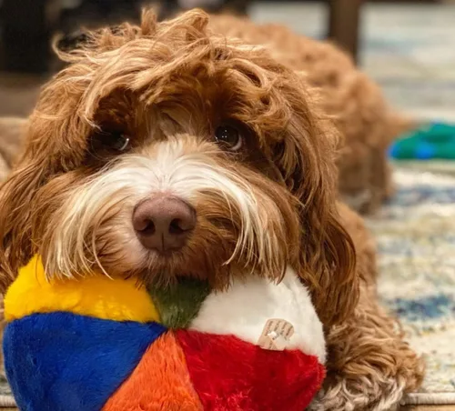 Vista 7 de Fluff & Tuff Pelota de playa, 7