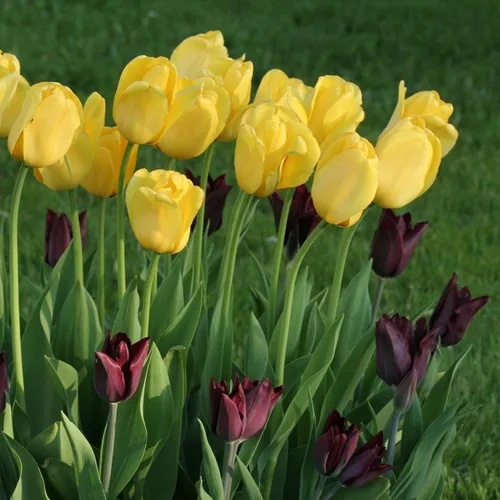 Vista 5 de Bulbos de floración de primavera de tulipán perenne amarillo dorado gigante (6)